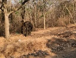 குரூஸ் மலை பகுதியில் காட்டு யானை தாக்கி இருவர் படுகாயம்