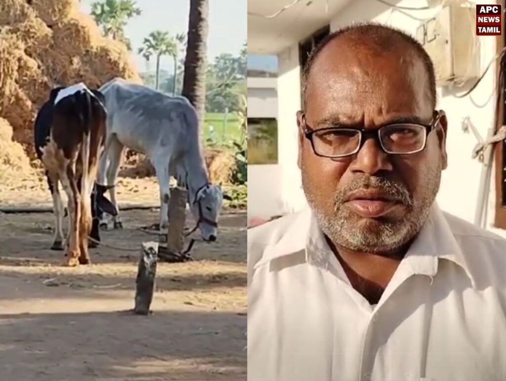 யூட்யூபில் பார்த்து மாடுகளை வாங்க ஆர்டர் : ஆன்லைனில் பணம் செலுத்தி ஏமாந்த விவசாயி..!