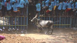 சுட்டெரிக்கும் வெயிலையும் பொருட்படுத்தாமல் ஜல்லிக்கட்டு போட்டியில் களத்தை அதிரவிட்ட வீரர்கள்!
