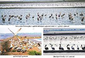 எகிப்து கழுகுகள் முதல்... பெருங்குளத்தில் குவியும் வெளிநாட்டு பறவைகள்..!