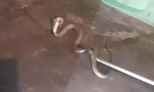 ஆறடி நீளம் கொண்ட நல்ல பாம்பு படம் எடுத்து ஆடியதால் வீட்டின் உரிமையாளர் அதிர்ச்சி
