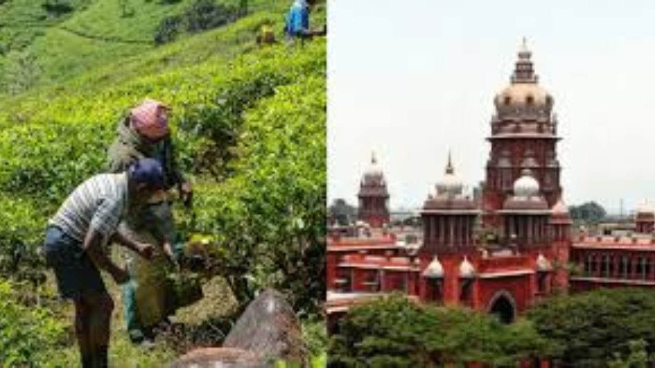 மாஞ்சோலை, அகஸ்தியர் மலைப்பகுதியில் ஆய்வு:மத்திய அரசுக்கு சுப்ரீம் கோர்ட் உத்தரவு