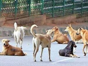 வீட்டின் அருகே விளையாடிக் கொண்டிருந்த சிறுவன் உயிாிழப்பு!