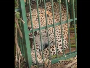 ஒரு வாரமாக ஆட்டங்காட்டிய சிறுத்தைப்புலி வனத்துறையினரால் பிடிபட்டது!