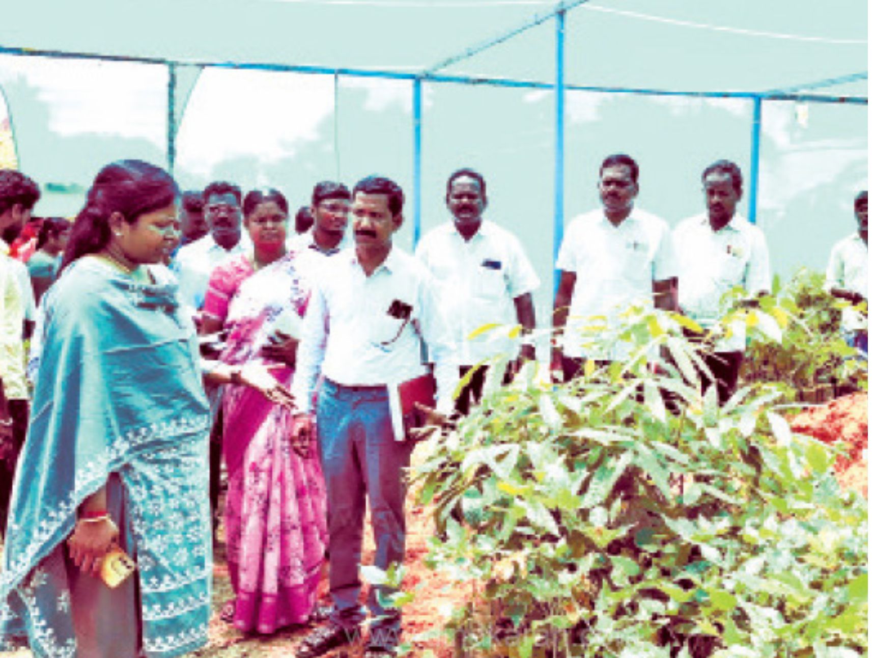 வட்டார நாற்றங்கால் பண்ணையில் மரக்கன்றுகள் வளர்க்கும் பணி - கலெக்டர் திடீரென ஆய்வு
