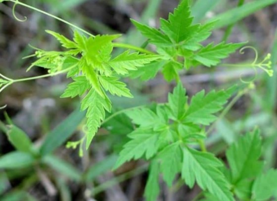 மூட்டு வலியை ஓட ஓட விரட்டும் முடக்கத்தான்!