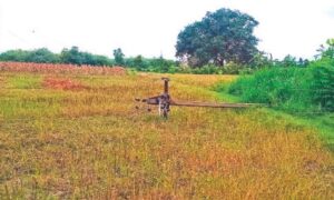 தொடர் மழையால் சாய்ந்த மின்கம்பங்கள்… விவசாயிகள் வேதனை…