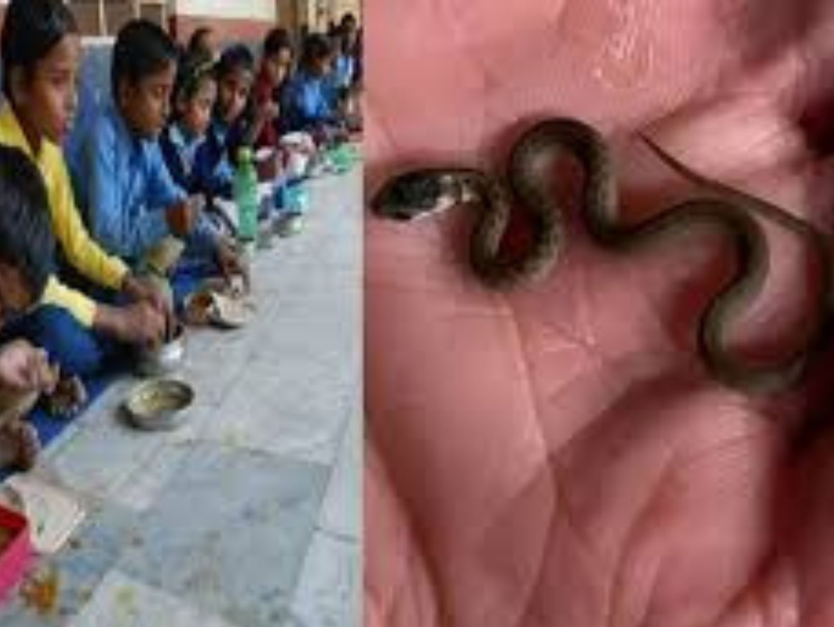மதிய உணவில் பாம்பு கிடந்ததால் அதிர்ச்சி!
