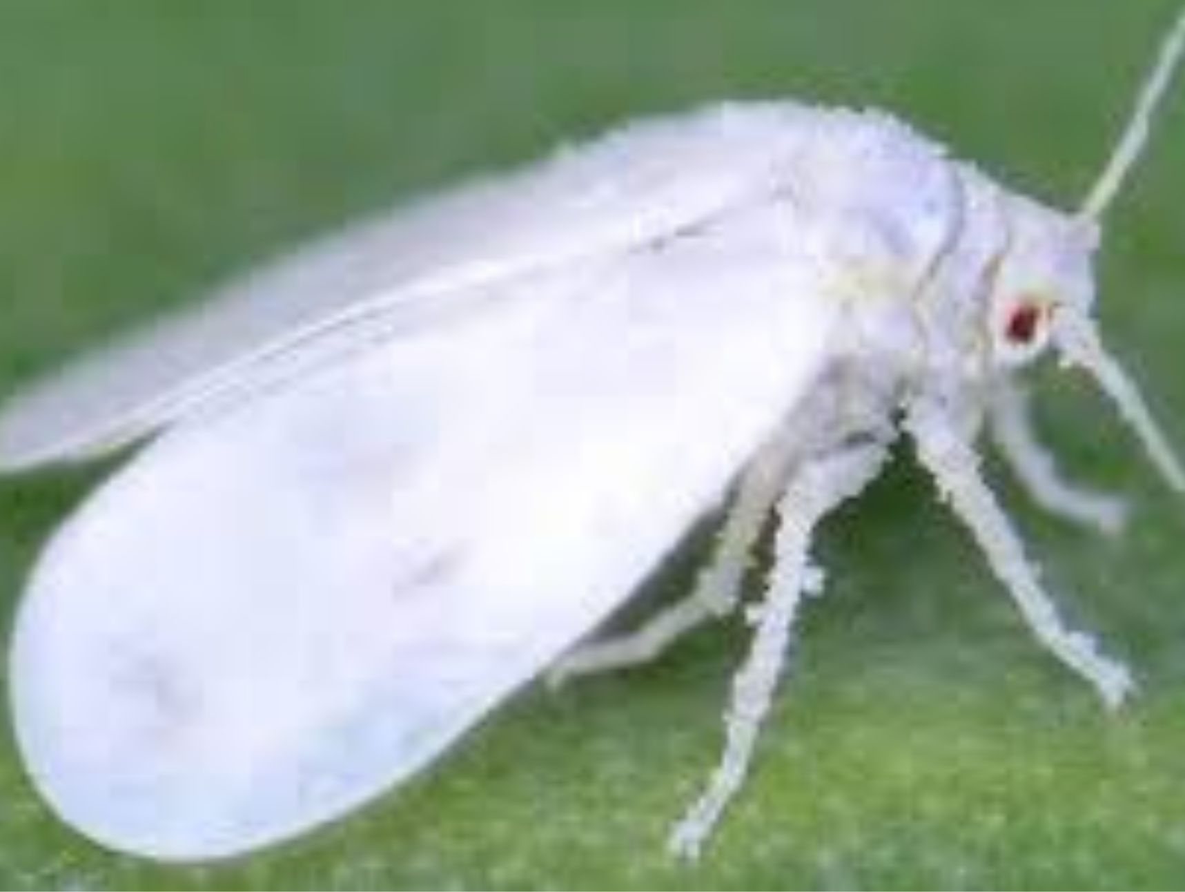 வெள்ளை ஈக்களை கட்டுப்படுத்த விழிப்புணர்வு முகாம்...