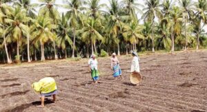 சீமானின் அரசியல் நாடகத்தால் பனை தொழிலாளர்களுக்கு எந்த பயனும் கிடையாது…