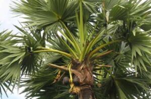 சீமானின் அரசியல் நாடகத்தால் பனை தொழிலாளர்களுக்கு எந்த பயனும் கிடையாது…