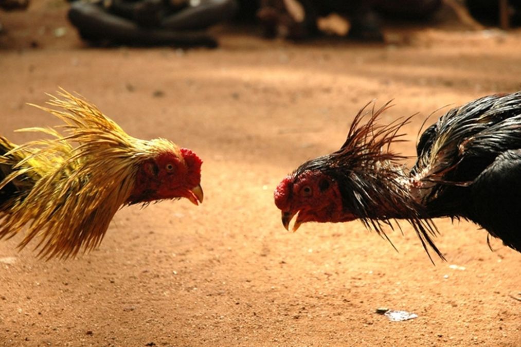 ஒரு போட்டி 5 நிமிடம் மட்டுமே…கோடி கணக்கில் பந்தயம்…கண்டுகொள்ளாத காவல்துறை