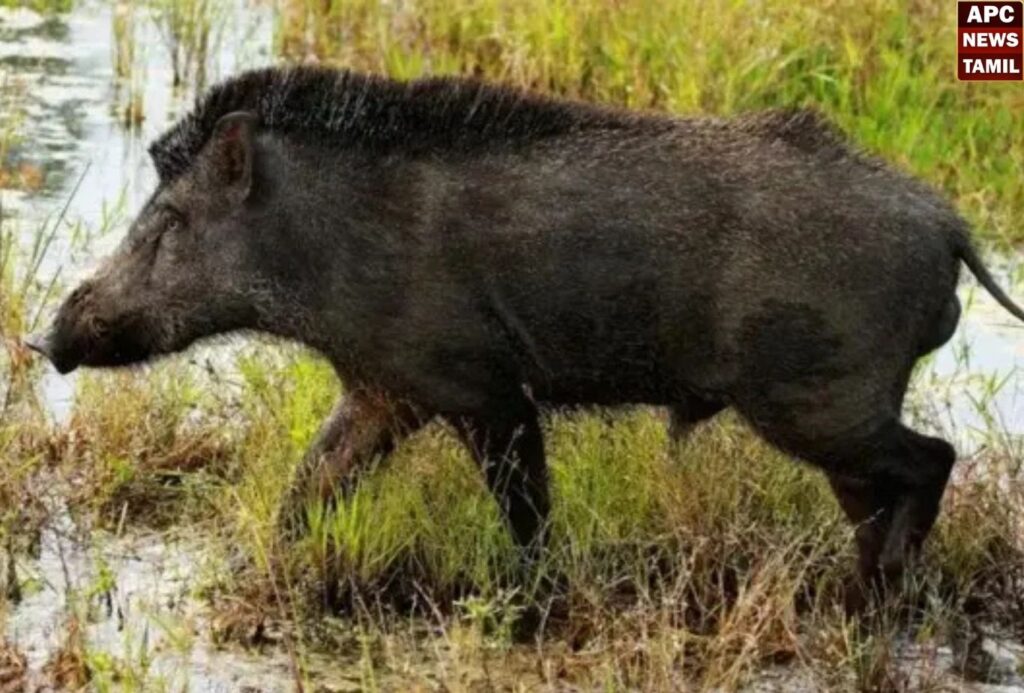 பன்றிகளை கட்டுப்படுத்த வனத்துறை தலையிட வேண்டும் – விவசாயிகள் கோரிக்கை