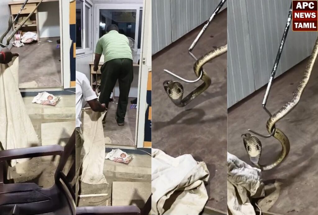 தாம்பரம் போலீஸ் பூத்துக்குள் புகுந்த 6 அடி நீளம் பாம்பு!