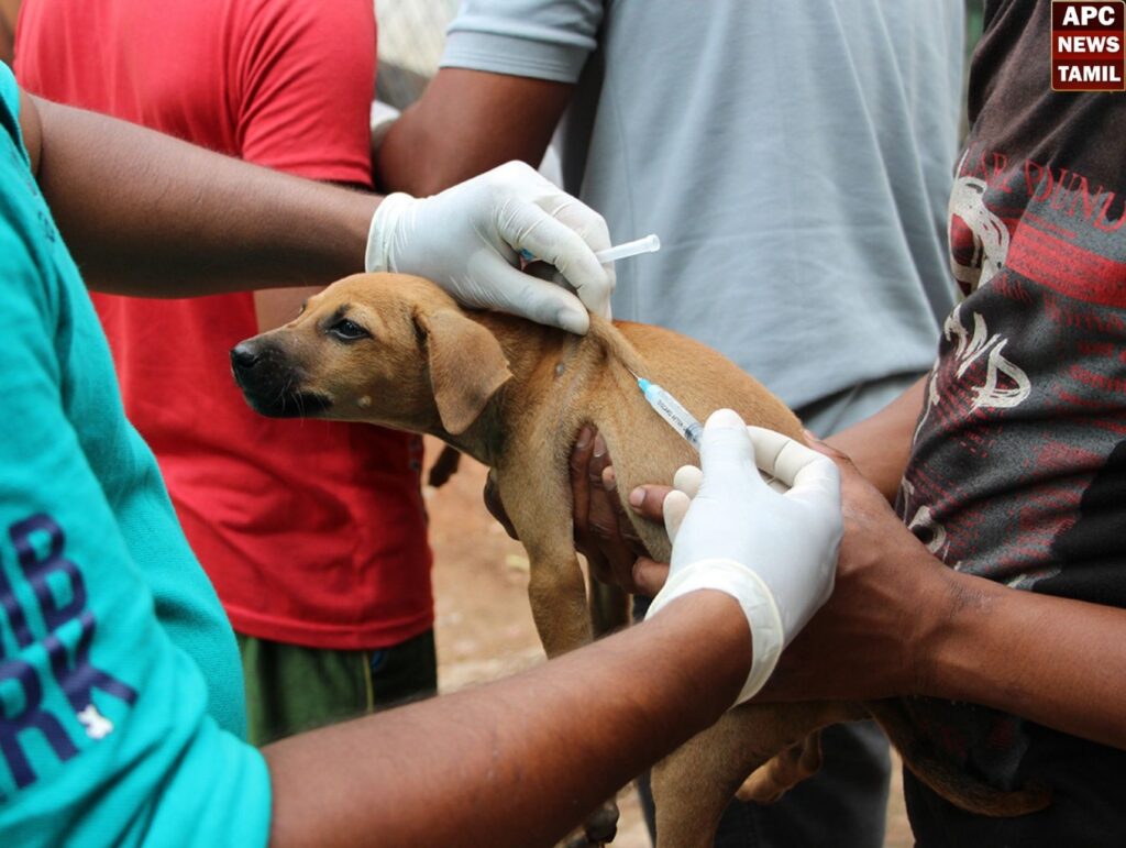 தெரு நாய்களுக்கு தடுப்பூசி போடும் பணி தொடக்கம்…