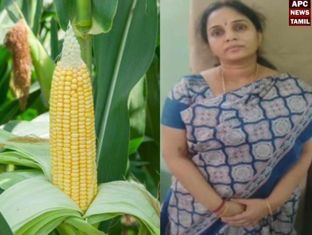 மக்காச்சோளம் அனுப்புவதாக கூறி ரூ.10 கோடி மோசடி! தொழிலதிபர் கைது!
