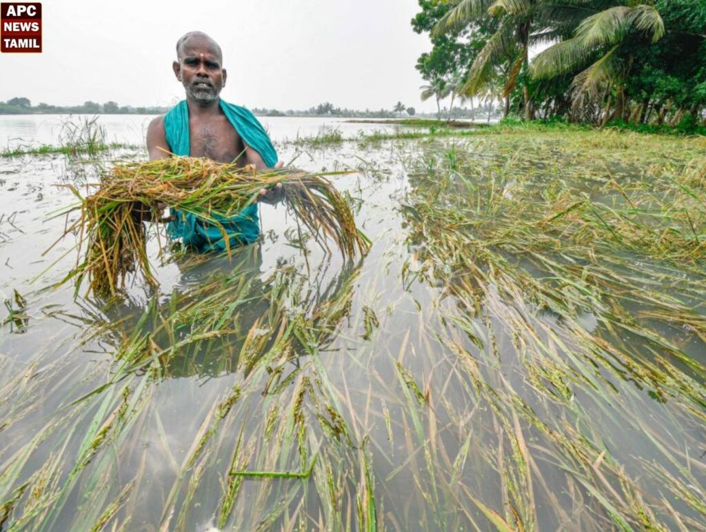 500 ஏக்கர் சம்பா பயிர்கள் நீரில் மூழ்கி அழுகின!! விவசாயிகள் வேதனை…