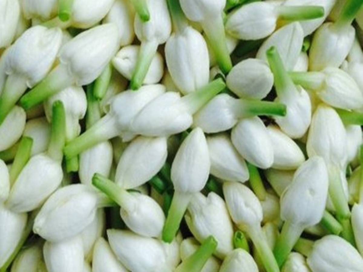 உடலுக்கு இரட்டிப்பு பளபளப்பை தரும் மல்லிப்பூ!