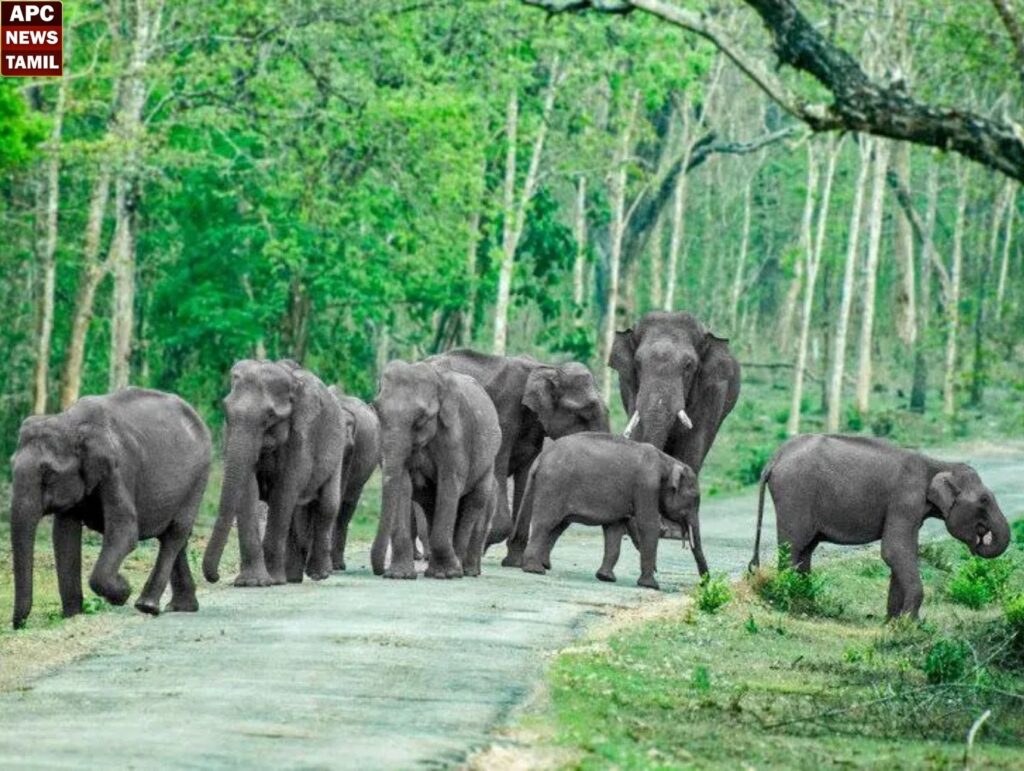 யானைகளின் எண்ணிக்கை அதிகரிப்பு - மகிழ்ச்சியில் வனவிலங்கு ஆர்வலர்கள்
