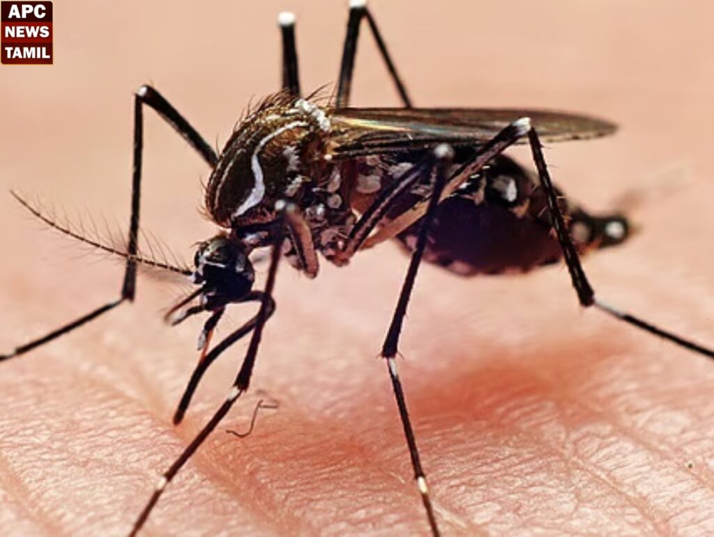 வேகமாக பரவும் டெங்கு!! மூன்று மாவட்டத்திற்கு சிவப்பு நிற எச்சரிக்கை!!
