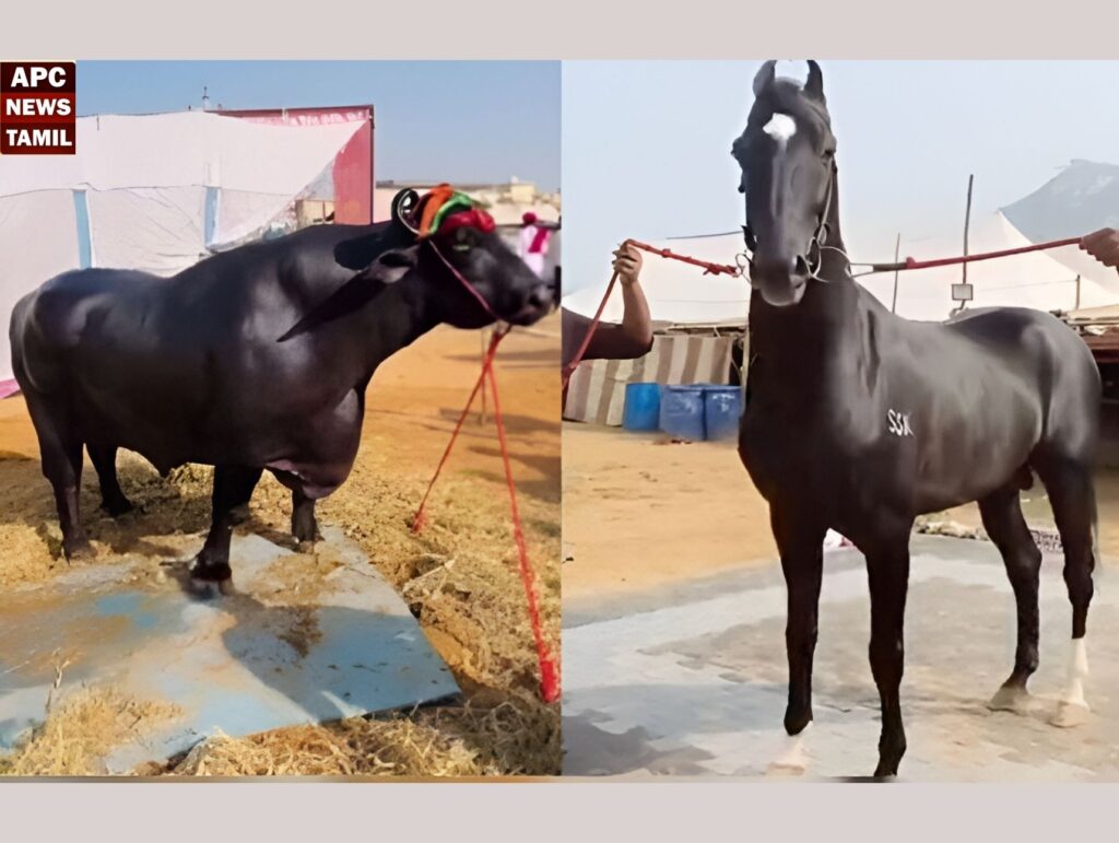 சூப்பர் ஸ்டாரான ஆண் எருமை…கோடிகளில் விலை போகும் கால்நடைகள்…