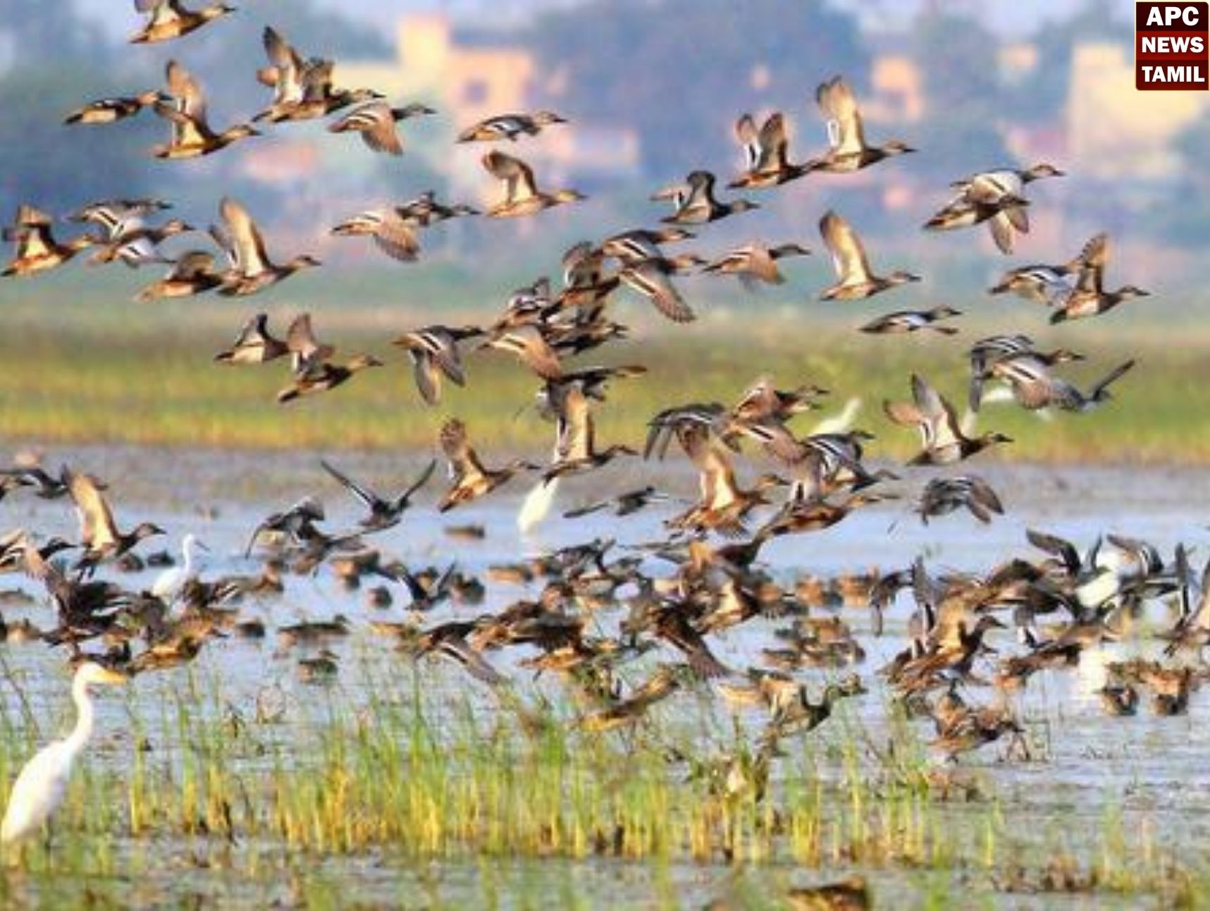 வலசை வரும் வெளிநாட்டுப் பறவைகள்…சுற்றுலாப்பயணிகள் மகிழ்ச்சி..