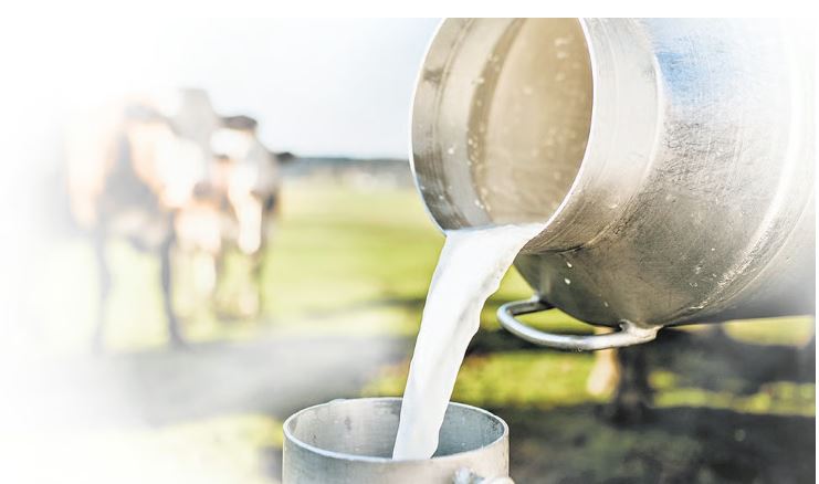 ஆவின் பால் பண்ணை