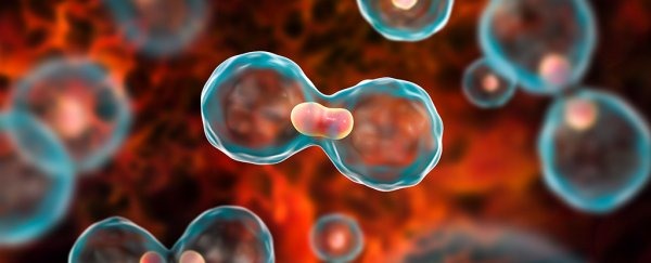 செரிமான பிரச்சனை முதல் புற்றுநோய் வரை.... பிளம்ஸ் தரும் நன்மைகள்!