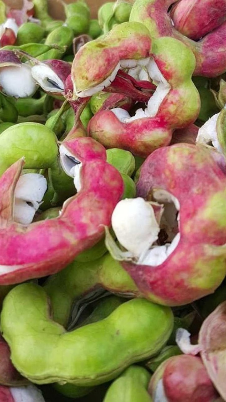 கொடுக்காய்ப்புளியின் மருத்துவ ரகசியங்கள்!