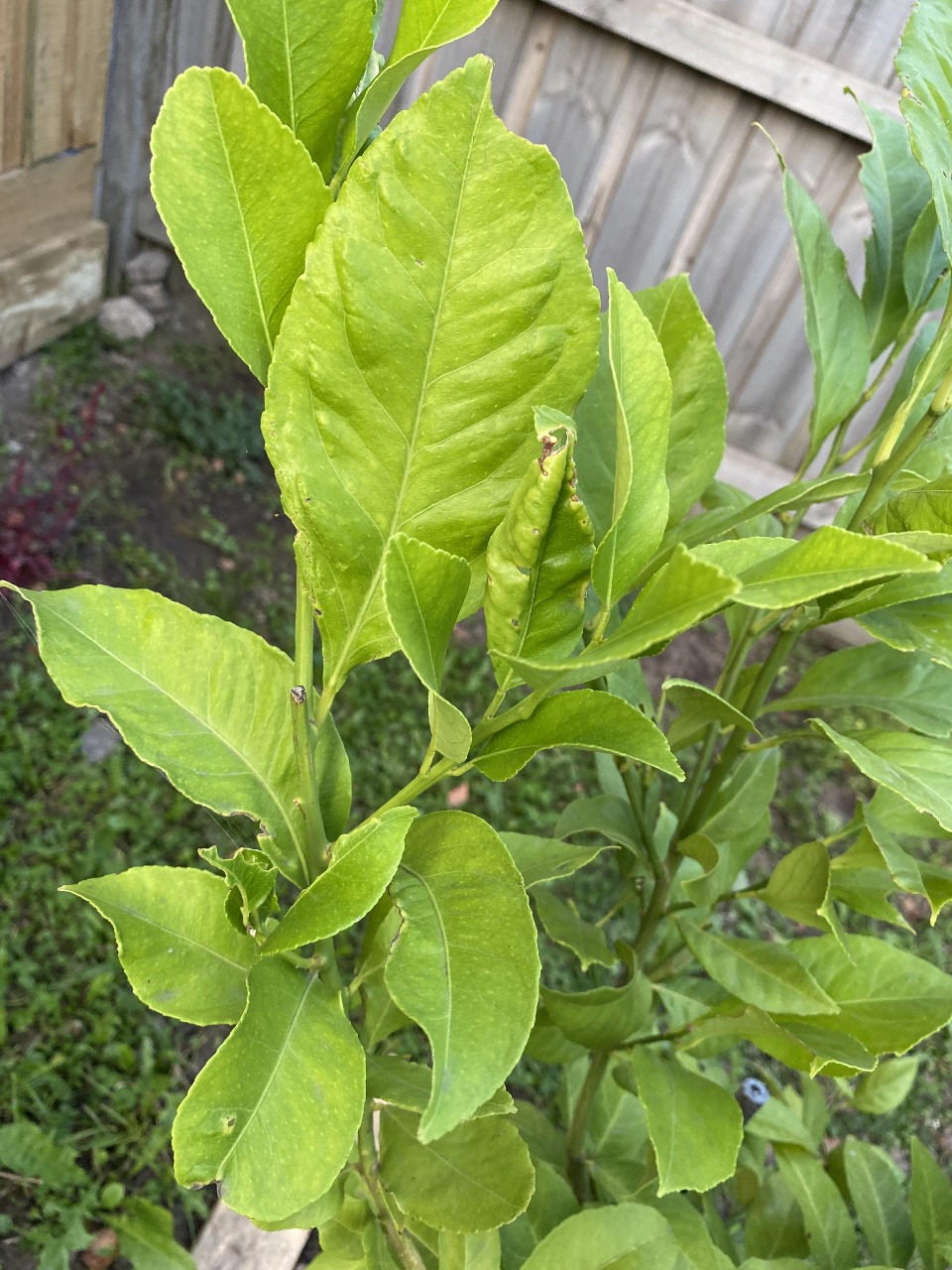 எலுமிச்சை இலையின் ஹெல்த் பெனிபிட்ஸ்!