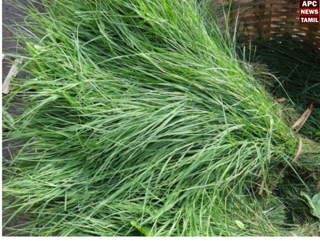 அருகம்புல்லின் மகத்துவங்கள்… மகிமைகள்…