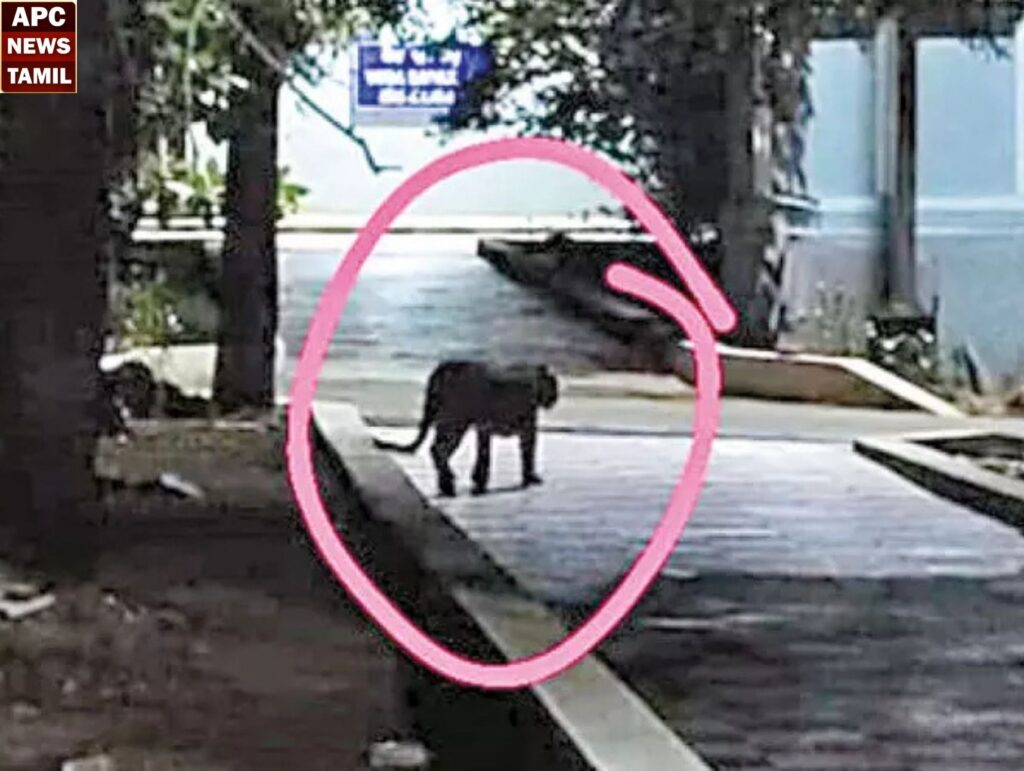 பல்கலைக்கழக குடியிருப்பு பகுதியில் உலா வரும் சிறுத்தை…பீதியில் மக்கள்