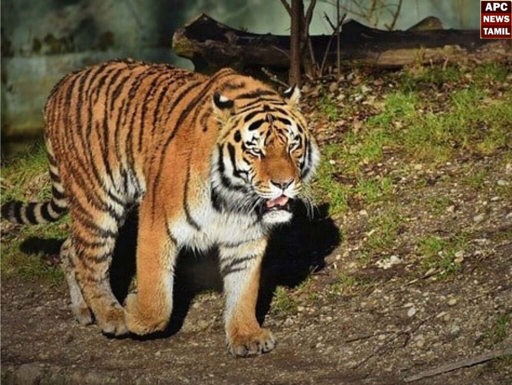 குடியிருப்பு பகுதிகளில் புகுந்த புலியால் பரபரப்பு!! பீதியில் மக்கள்...