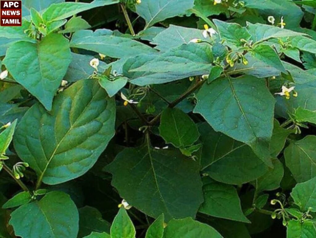 வயிற்றுப்புண், வாய்ப்புண் விரைவில் நீங்க இந்த கீரையை சாப்பிடுங்கள்.... 