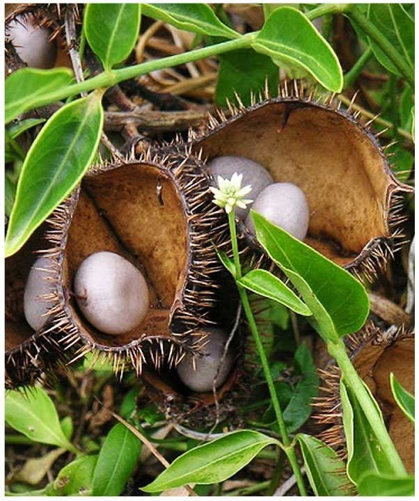 கர்ப்பப்பையை பாதுகாக்கும் கழற்சிக்காய்.... ஆண்களும் நோட் பண்ணிக்கோங்க!