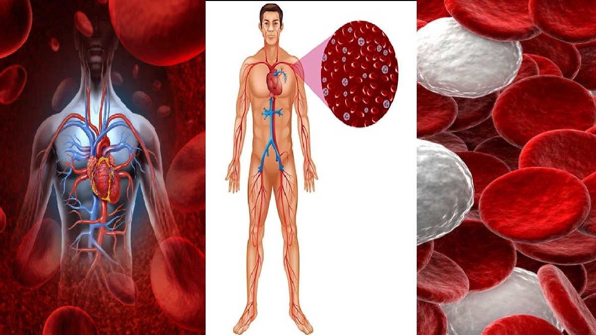 இரத்த சிவப்பணுக்கள் அதிகரிக்க லிச்சி பழம் சாப்பிடுங்க!