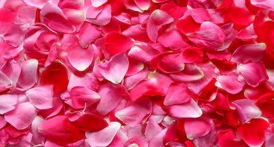 மூல நோய்க்கு தீர்வு தரும் ரோஜா இதழ்கள்!