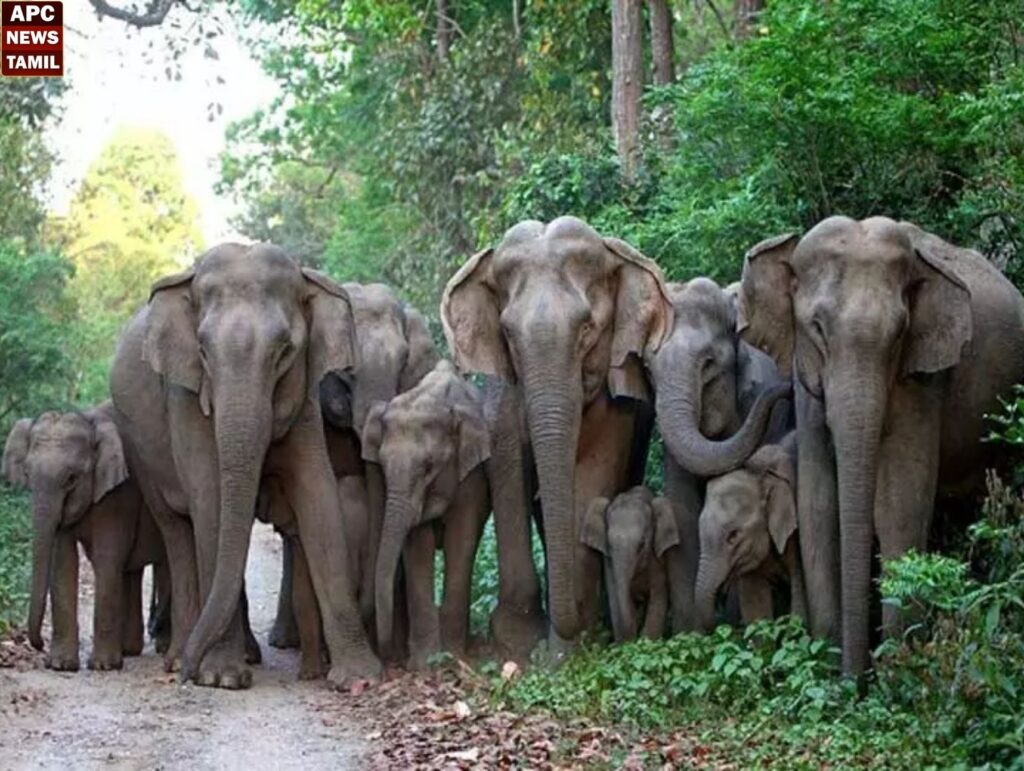 கோவையில் தோட்டத்துக்குள் புகுந்த யானைக் கூட்டம் - கிராம மக்களே விரட்டியடித்தனா்