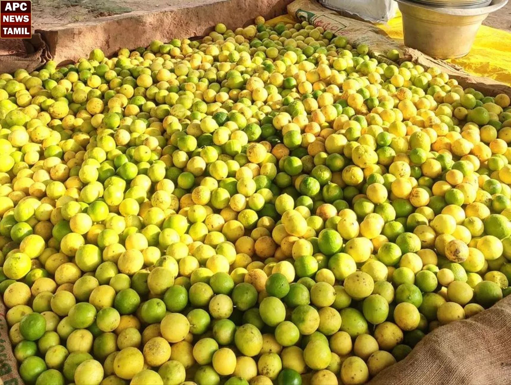 எலுமிச்சை பழங்களின் விலை கடும் சரிவு – விவசாயிகள் கவலை