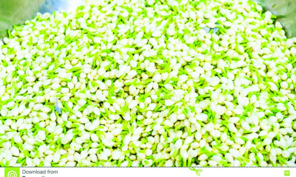 விணைத்தொட்ட மல்லிகைப்பூ விலை…1 கிலோ ரூ.10000க்கு விற்பனை