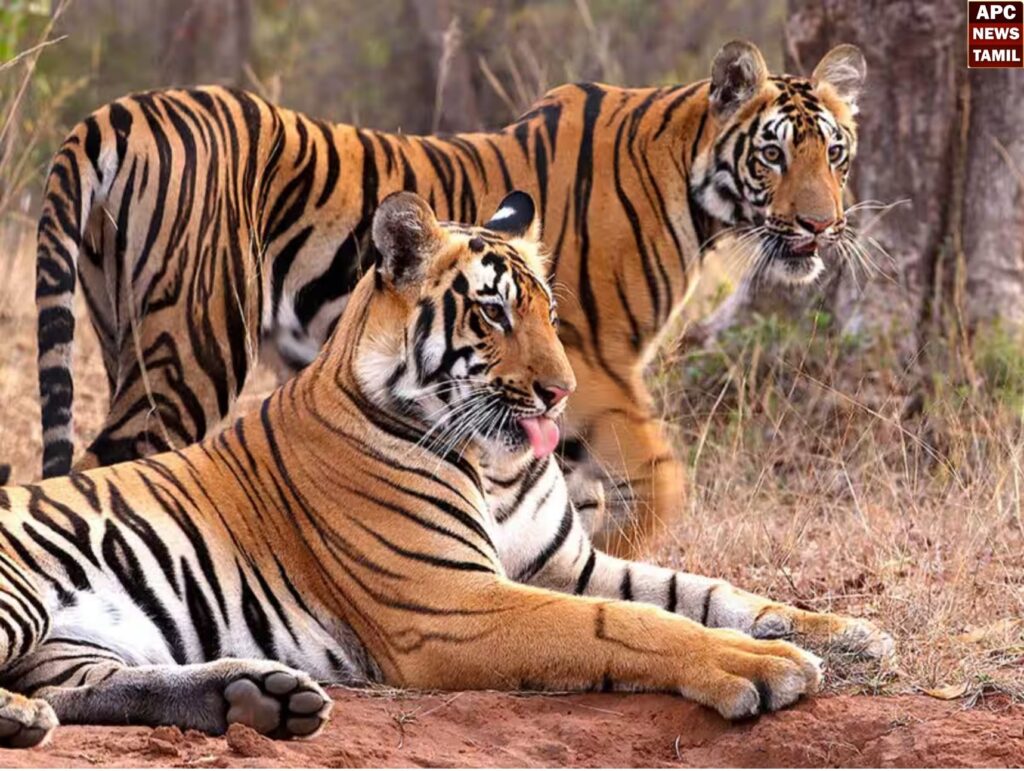 இந்தியாவில்  கடந்த ஆண்டில் 166 புலிகள் உயிரிழப்பு!!- தேசிய புலிகள் பாதுகாப்பு ஆணையம் தகவல்