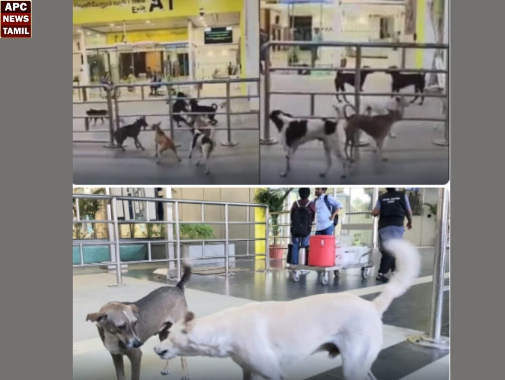 விமான நிலையத்தில் சுற்றித் திரியும் தெரு நாய்கள்…. பயணிகள், ஊழியர்கள் கடும் அச்சம்!!