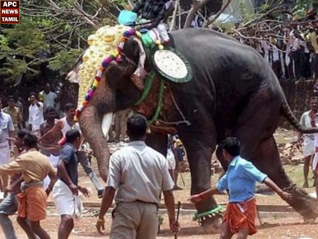 கோயில் திருவிழாவின் போது விபரீதம்!! பாகனையே மிதித்த யானையால் பரபரப்பு!!