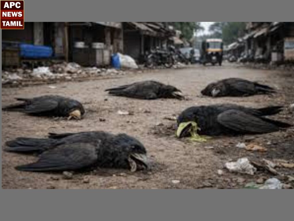 கடலூர்: 50க்கும் மேற்பட்ட காகங்கள் இறந்து கிடந்ததால் மக்கள் அதிர்ச்சி!!