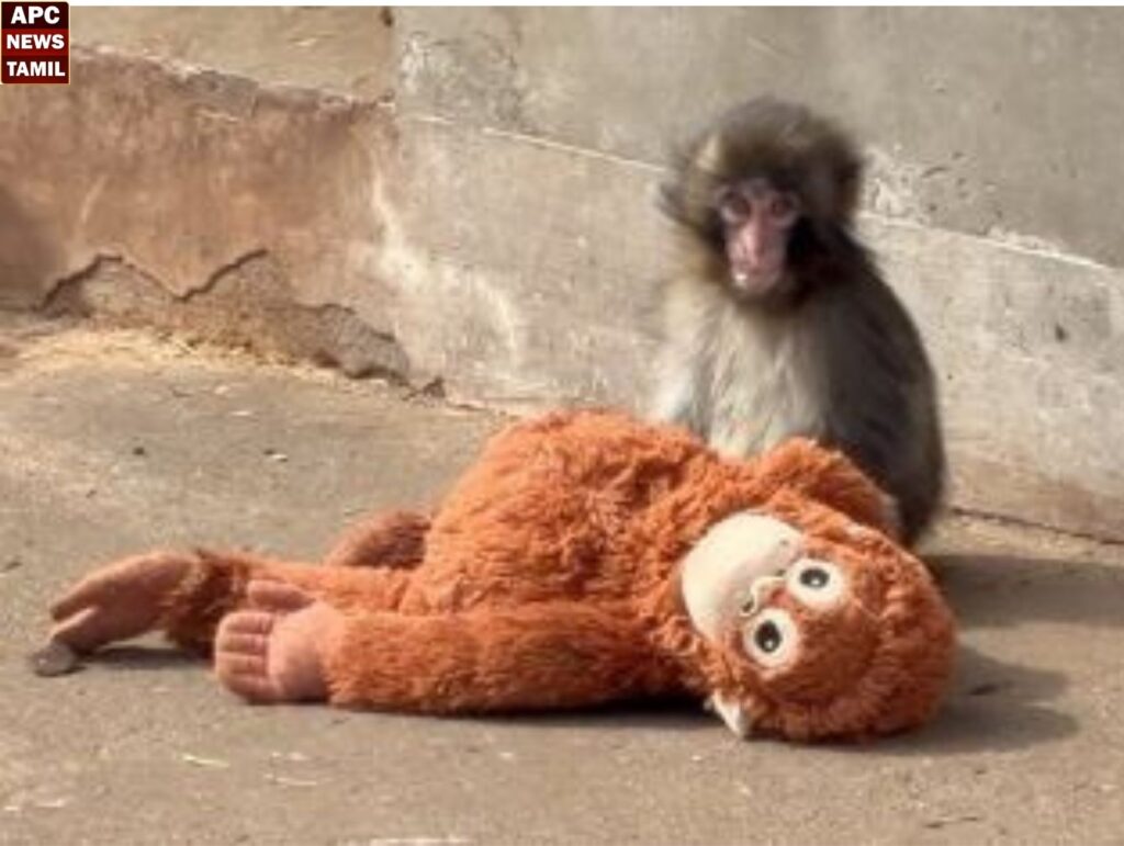 தனிமையில் தவித்த Punch-க்கு மலர்ந்த காதல்! சமூக வலைதளங்களில் வைரலாகும் ‘கியூட்’ஜோடி!