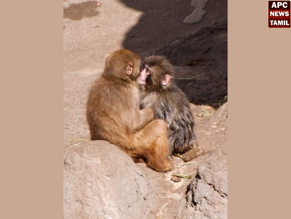 தனிமையில் தவித்த Punch-க்கு மலர்ந்த காதல்! சமூக வலைதளங்களில் வைரலாகும் ‘கியூட்’ஜோடி!