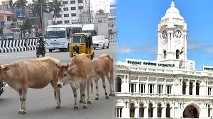மாடுகளுக்கு மைக்ரோ சிப்…நாளை கடைசி நாள் – சென்னை மாநகராட்சி எச்சரிக்கை!
