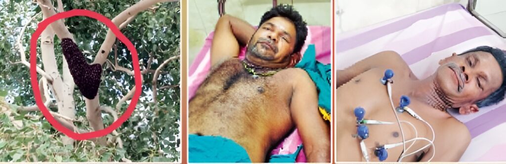 அமராவதி ஆற்றில் தீர்த்தம் எடுத்த போது மலைத்தேனீ கொட்டியதில் 20 பக்தர்கள் படுகாயம்