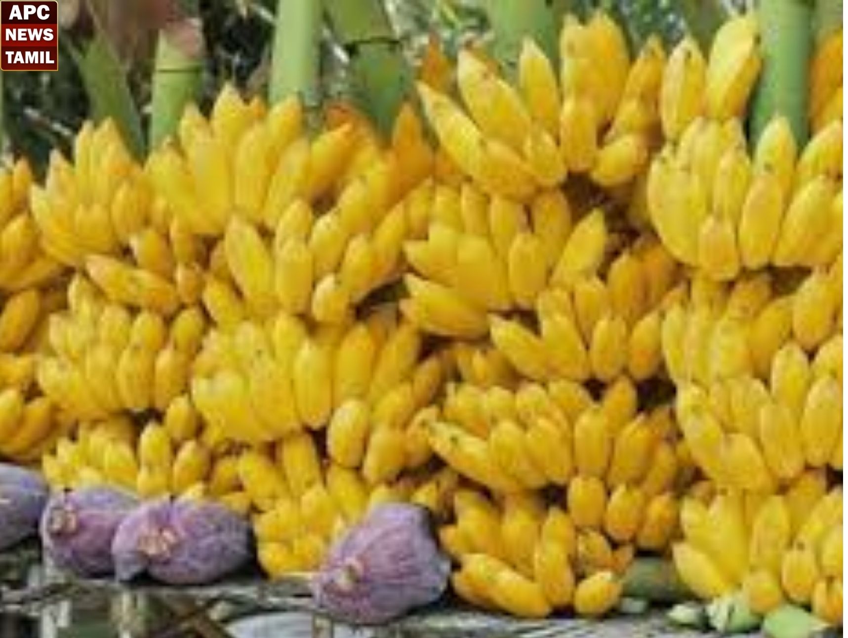 போரினால் வாழையின் விலை வீழ்ச்சி – விவசாயி தற்கொலை