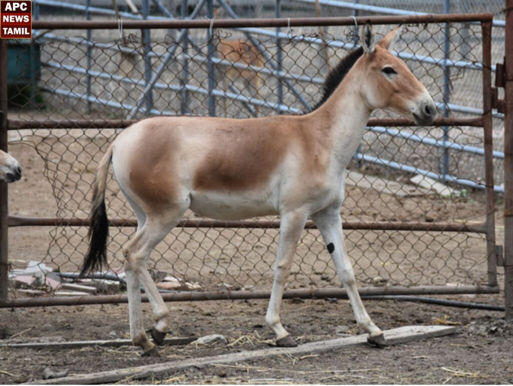 வண்டலூர் பூங்காவிற்கு பெண் ஆசிய காட்டு கழுதை வருகை – குவியும் சுற்றுலா பயணிகள் 